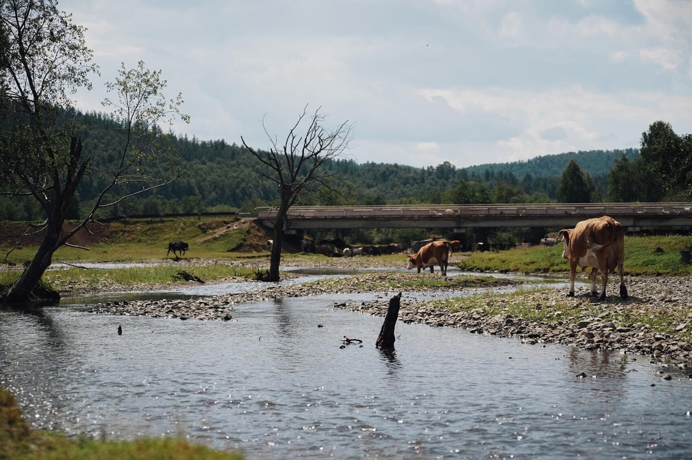 Скот на водопое на реке Большой Кизил в деревне Бурангулово