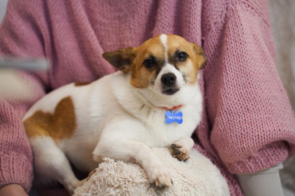 Честер. Фото: Елена Елизарова / It’s My&nbsp;City