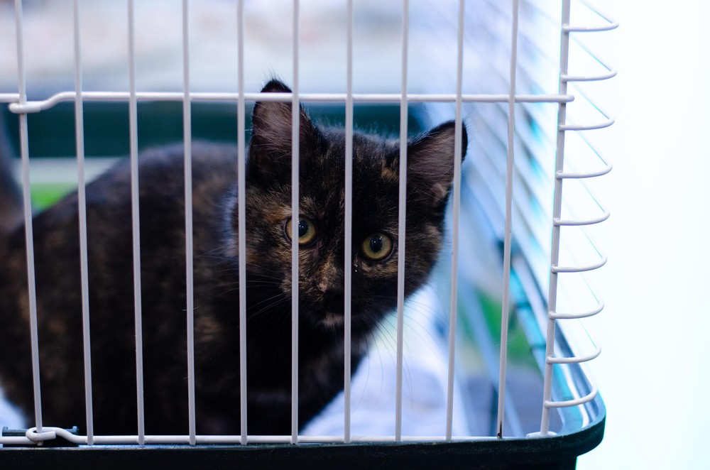 Фото: Евгения Кобеева / It’s My&nbsp;City