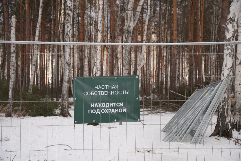 Забор в Березовой роще и деревья, которые рабочие успели срубить до приезда полиции