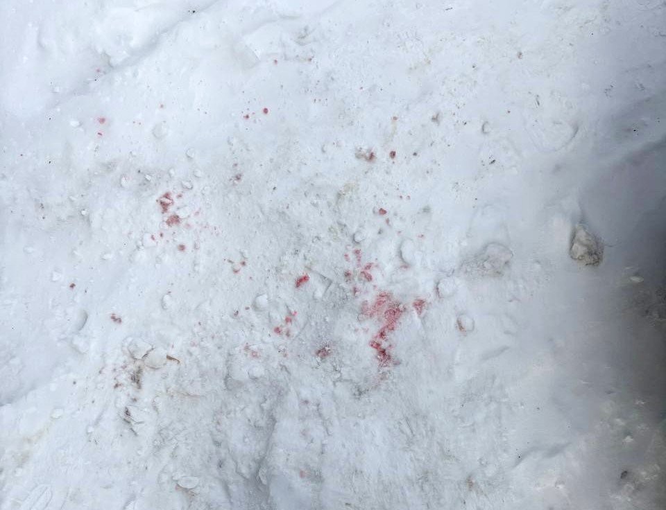 Розовые пятна на снегу — это, как считают волонтеры, яд, который разливают догхантеры. Фото: читатель It's My City