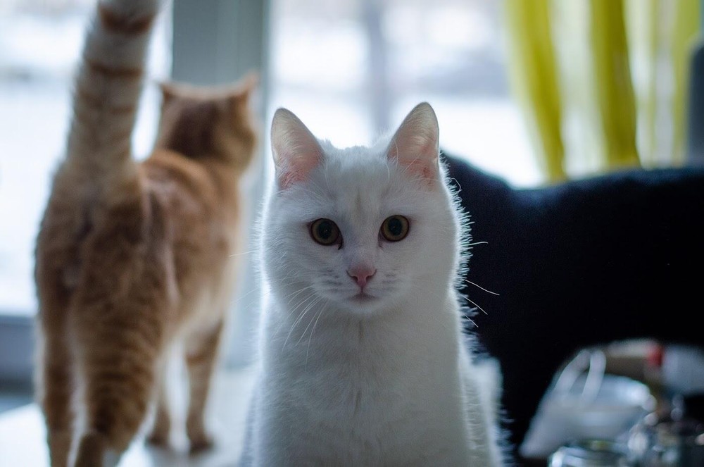 Фото: Евгения Кобеева / It’s My&nbsp;City