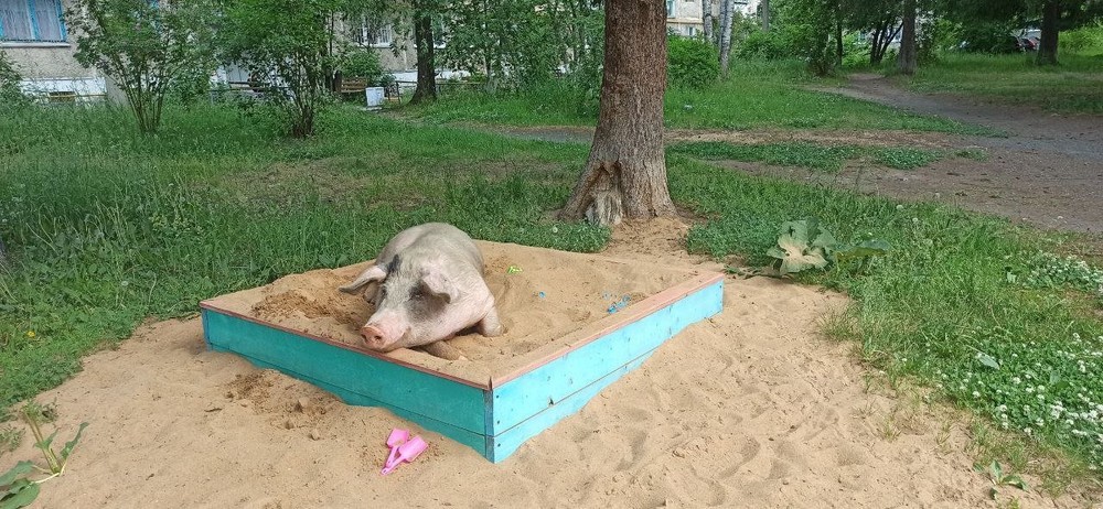 Фото: «Ревда-инфо»