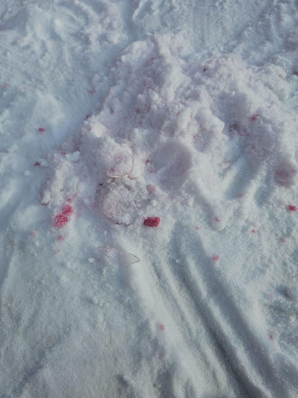 Фото: инициативная группа собачников